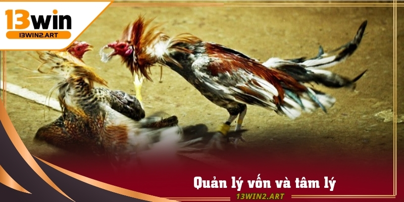 Quản lý vốn là yếu tố quyết định thành công dài hạn khi chơi Đá Gà 888