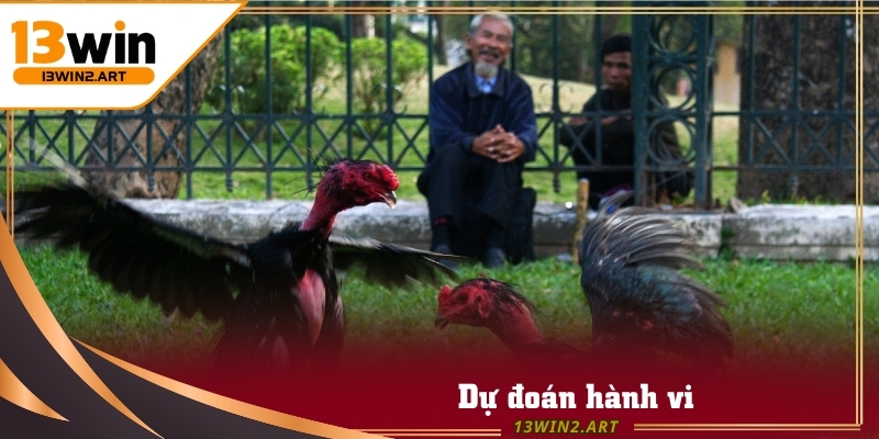 Đá Gà Campuchia yêu cầu người chơi dự đoán hành vi chiến kê trước khi cược