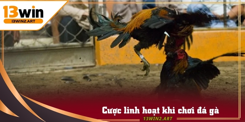 Đá Gà Campuchia sống động với các pha tấn công và phòng thủ chân thực.