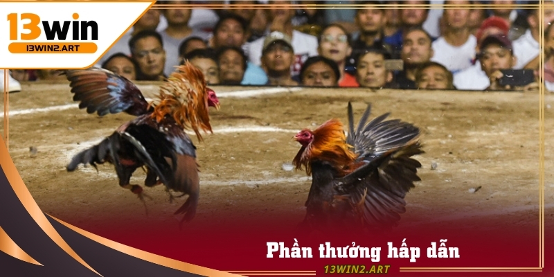 Đá Gà Campuchia với nhiều phần thưởng hấp dẫn cho người chơi cá cược