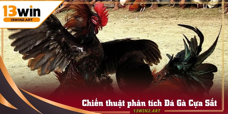 Phân tích chiến thuật là giúp nâng cao cơ hội thắng tại Đá Gà Cựa Sắt
