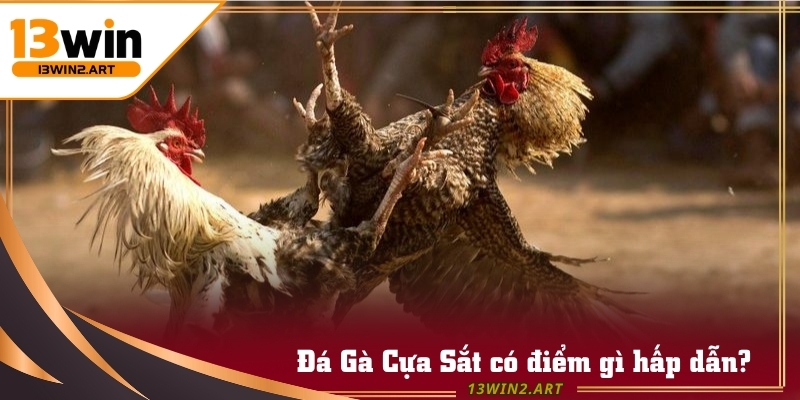 Đá Gà Cựa Sắt gây ấn tượng với hình ảnh sắc nét và âm thanh chân thực