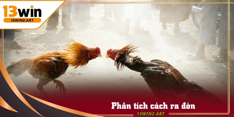 Mỗi chiến kê Đá Gà Đen đều có phong cách chiến đấu khác nhau