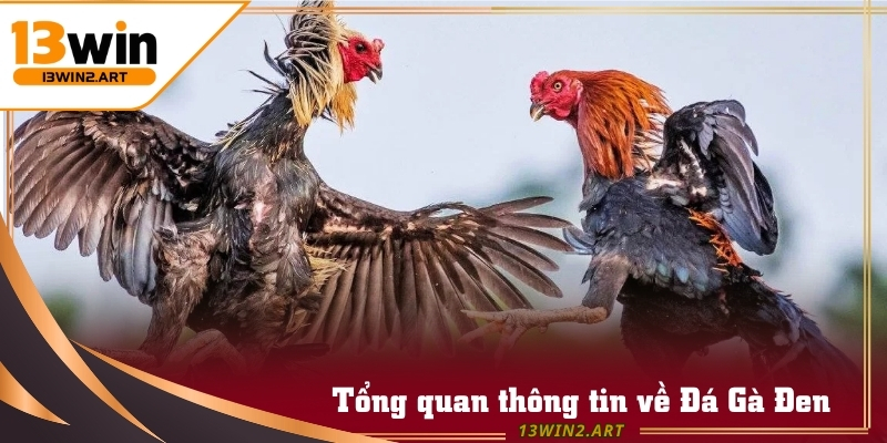Đá Gà Đen là nét văn hóa dân gian pha trộn tinh thần thể thao online