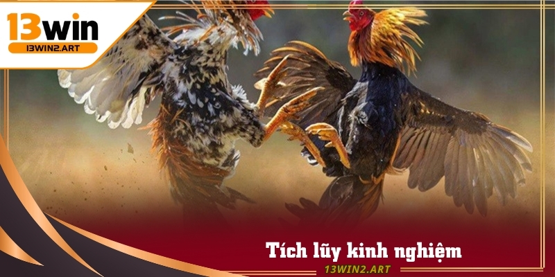 Đá Gà Mạng yêu cầu người mới xem nhiều trận đấu để tích lũy kinh nghiệm